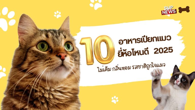 10 อาหารเปียกแมว 2025 แนะนำยี่ห้อคุณภาพดี รสชาติถูกใจ ไม่เค็ม